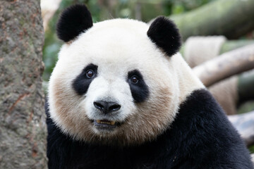 Obraz na płótnie Canvas Portrait of Happy Fluffy Giant Panda, Mei Lan, aka Rou Rou