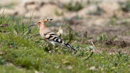 Closeup of a hoopoe perched on top of a patch of lush green grass near a cluster of large gray rocks - Powered by Adobe