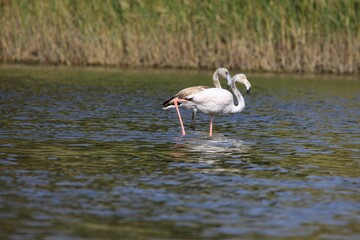 Pair of majestic flamingos stands in a body of water, with tall grasses in the blurred background
