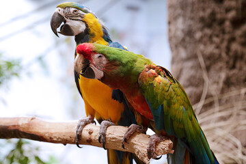 Blue and yellow macaw and a scarlet macaw perched on a branch