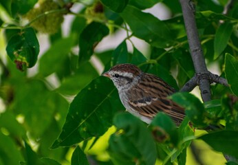 Closeup of a small sparrow on a green tree
