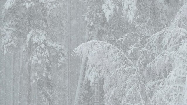 Snow Is Coming Up. Stranger Things. Closeup Snowfall View. Beautiful Winter Snowy Coniferous Forest During Snowy Snowstorm Day.