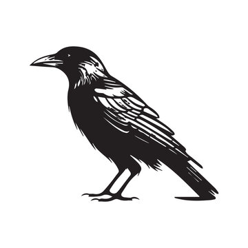 raven silhouette Vector  icon logo