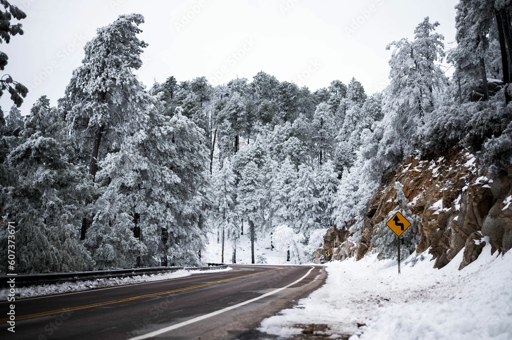 Poster scenic shot of an asphalt road surrounded by snow-covered trees in a forest