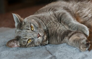 Adorable gray Chartreux cat laying on the carpet