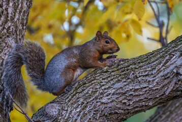Small fox squirrel on the tree branch in the forest