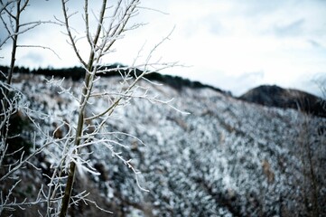 Closeup of thin branches of a tree covered with snow and frost against blurred hills