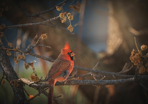 Closeup shot of the Northern red cardinal perched on the tree branches
