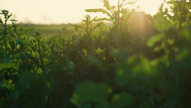 Green rape conola germ growing in field in harvesting season at sunset close up. Work in agronomic farm for making business and production organic eco bio food