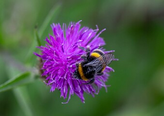 Closeup of a Buff-tailed bumblebee on a purple flower