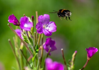 Closeup of a Buff-tailed bumblebee flying to a purple flower