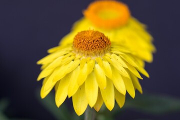 Selective focus shot of yellow flowers