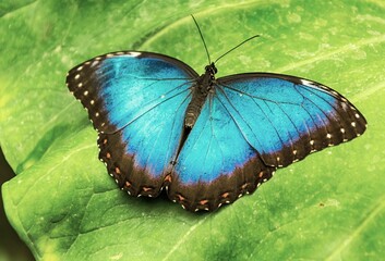 Obraz na płótnie Canvas Closeup of beautiful Blue morpho butterfly on green leaf