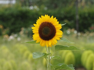 夏の花　ヒマワリ