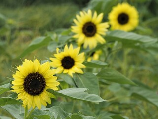 夏の花　ヒマワリ　ひまわり畑