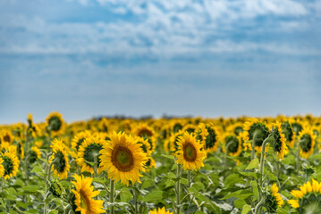 Sunflowers field in the countryside. Nature concept.