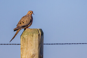 Mourning dove (Zenaida macroura) perched on a wooden fence post in the Badlands National Park.
