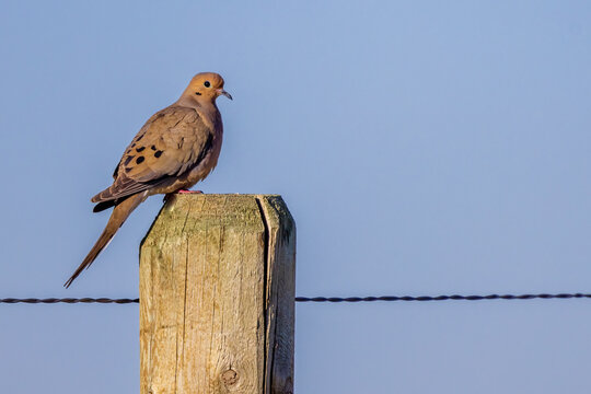 Mourning dove (Zenaida macroura) perched on a wooden fence post in the Badlands National Park.
- Powered by Adobe