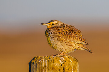 Western meadowlark (Sturnella neglecta) perched on a post during golden hour in the Badlands National Park
