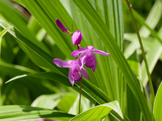 Bletilla striata - Gros plan sur fleurs d'orchidé jacinthe ou orchidée du Japon à pétales rose...