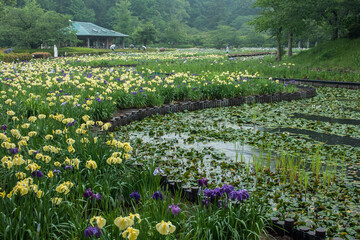 袖ケ浦公園菖蒲まつり