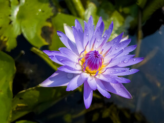 A lotus flower with water drops on the petals.  Aamazing picture for the desktop
