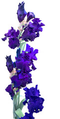 bouquet of bright blue - purple flowers on a white background © Yurii