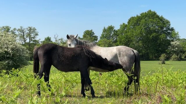 Haflinger horses, a cute thirsty suckling foal drinking milk from its mother, it is nursing from its dam on a sunny day in spring