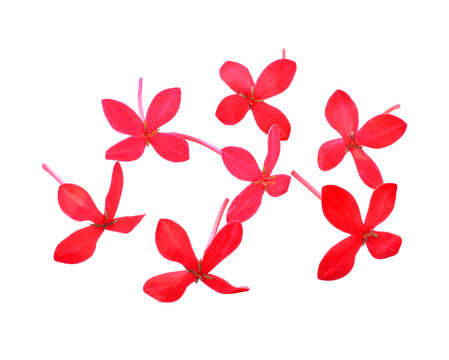 Red lxora flower isolated transparent png