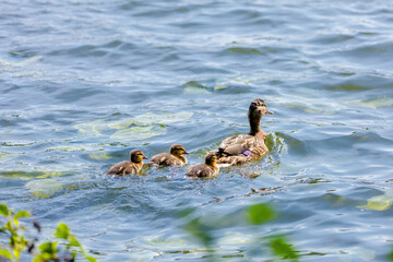 wild duck swimming in lake. water birds in park