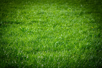 spring green grass on the lawn as a background 3