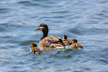 wild duck swimming in lake. water birds in park