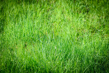 spring green grass on the lawn as a background 8