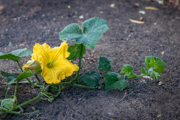 Close up of Pumpkin Flower during daylight  (Species Cucurbita maxima)