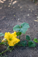 Close up of Pumpkin Flower during daylight  (Species Cucurbita maxima)