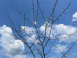 tree branches against blue sky