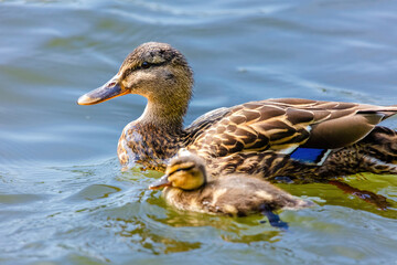 wild duck swimming in lake. water birds in park