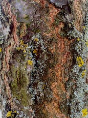 lichen on tree bark