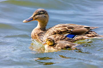 wild duck swimming in lake. water birds in park