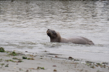Fototapeta premium Sick south american sea lion laying on the beach, Paracas, Peru.