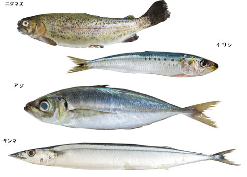 切り抜き透過素材セットー魚