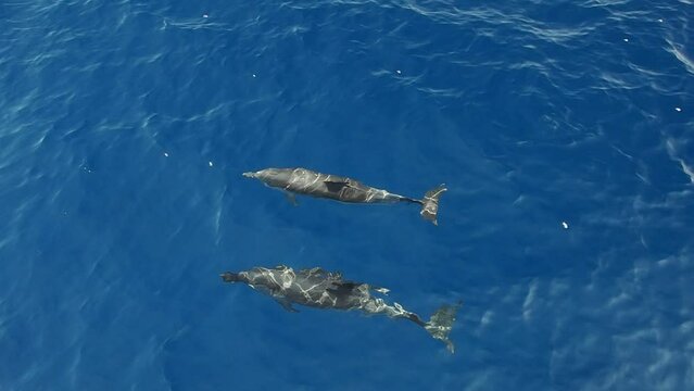striped dolphins jumping outside the sea and surfin the waves slow motion footage 240 fps