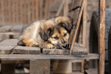 Portrait of little stray mongrel puppy outdoor.Care for abandoned animal, protection of stray dogs.