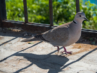 The turtle dove bird walks on the asphalt. Fence shadow. Streptopelia turtur. Wild bird close up.