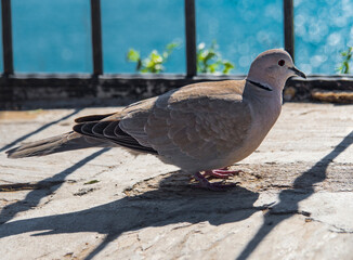 The turtle dove bird walks on the asphalt. Fence shadow. The sea is in the background. No people. Streptopelia turtur. Wild bird close up.