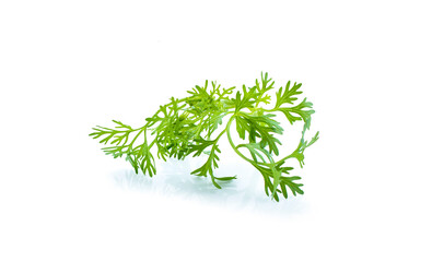 Fresh green plant, nutritious, tasty green parsley. Vector illustration. Vegetables ingredients in triangulation technique.