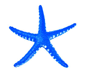 Bright blue alive starfish. Beautiful isolated textured marine creature