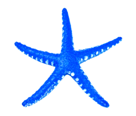 Bright blue alive starfish. Beautiful isolated textured marine creature