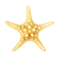 Starfish. Isolated yellow sea creature