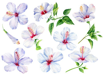 Hibiscus white flowers, isolated white background, botanical illustration, tropical summer floral elements watercolor